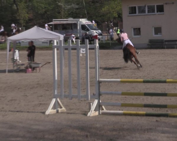 Reitturnier Lgl.-Oberhain, B95 2022