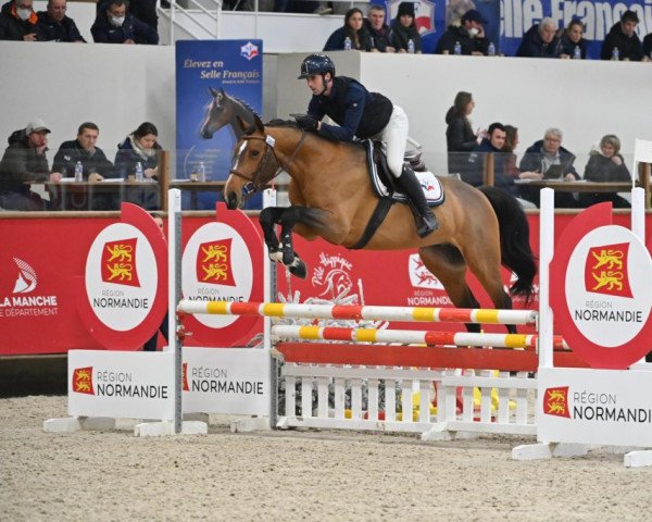 stallion Itot de Balou Star (Selle Français, 2018, from Balou Star)