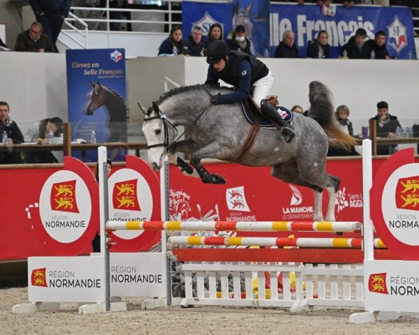 stallion Ivoire D'Elle (Selle Français, 2018, from Untouchable)