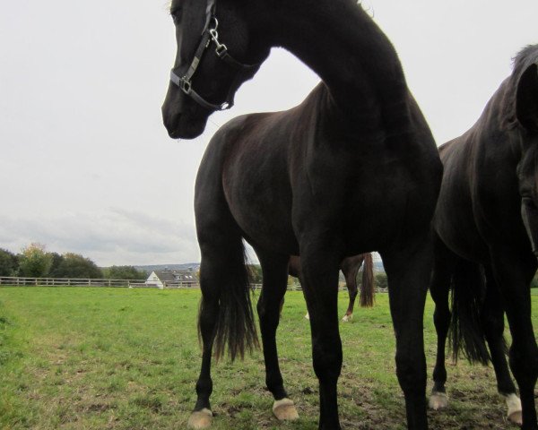 horse Blacky (Westphalian, 2010, from Blickpunkt 4)