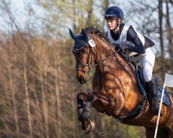 jumper Callfield (Hanoverian, 2011, from Canstakko)