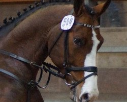 jumper EPC Cadelbosco (Hanoverian, 2005, from Contendro I)