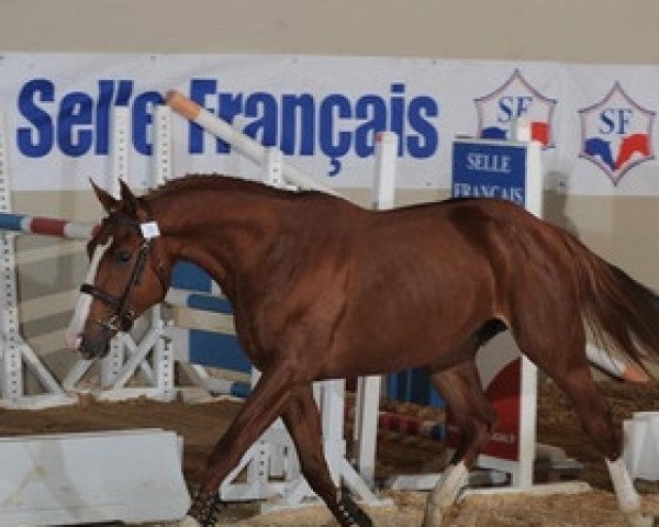 Deckhengst Top Ten du Gery (Selle Français, 2007, von Ilvien des Mielles)