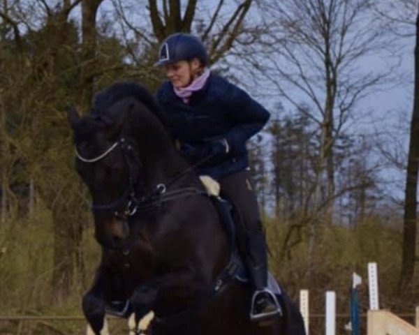 jumper Charming Boy Zp (Holsteiner, 2014, from Casalito)