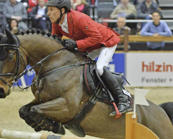 jumper Constantin B (Hanoverian, 2002, from Contendro I)