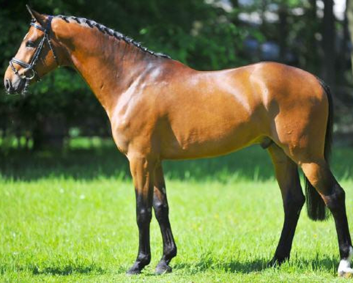 stallion Comme il Faut (Westphalian, 2005, from Cornet Obolensky)