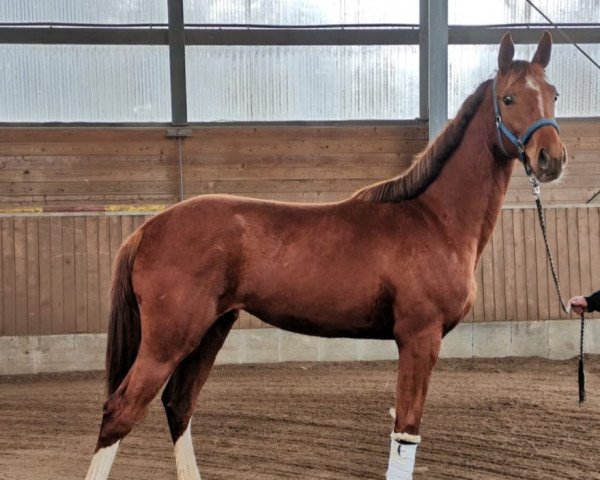 Zuchtstute Grace Galaxy (Oldenburger, 2020, von Kastel's Grand Galaxy Win)