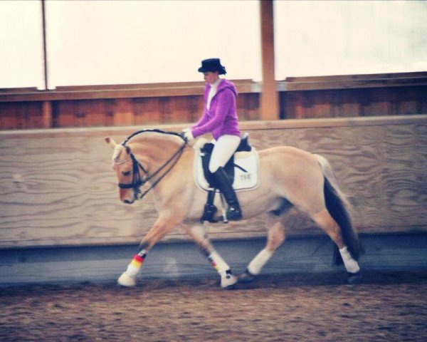 Cavallo da Dressage Aski (Cavallo Fjord, 2005)