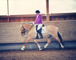 dressage horse Aski (Fjord Horse, 2005)