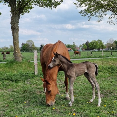 horse Isola Anmuth (Trakehner, 2022, from Saint Cyr)