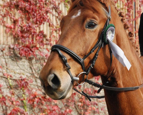 dressage horse Gin (Rhinelander, 2004, from Goethe)