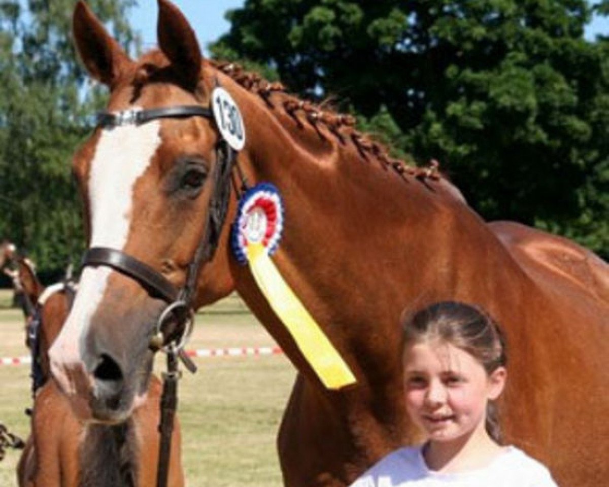 broodmare Zaubermärchen (Trakehner, 1990, from Märchenprinz)