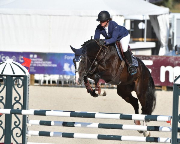stallion Harley du Gue (Selle Français, 2017, from Douglas du Gue)