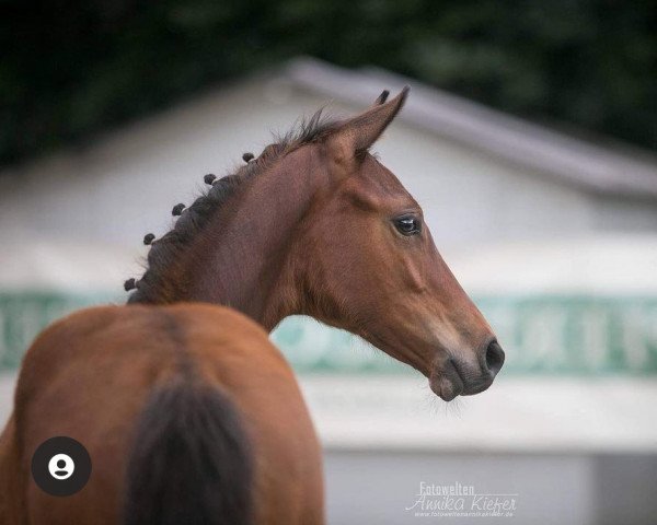 horse Heinzelmanns Happy Hour (German Sport Horse, 2021, from High Level 7)