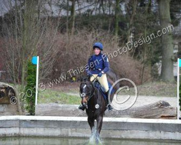 dressage horse Zero Tolerance (Irish Sport Horse, 2003, from Zero Watt)