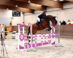 jumper Flynn 29 (Westphalian, 2010, from Flanagan)
