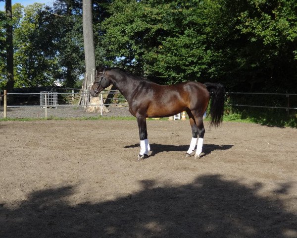 horse Landstar (Oldenburg, 2000, from Landcapitol) horse Landstar (Oldenburg, 2000, from Landcapitol)