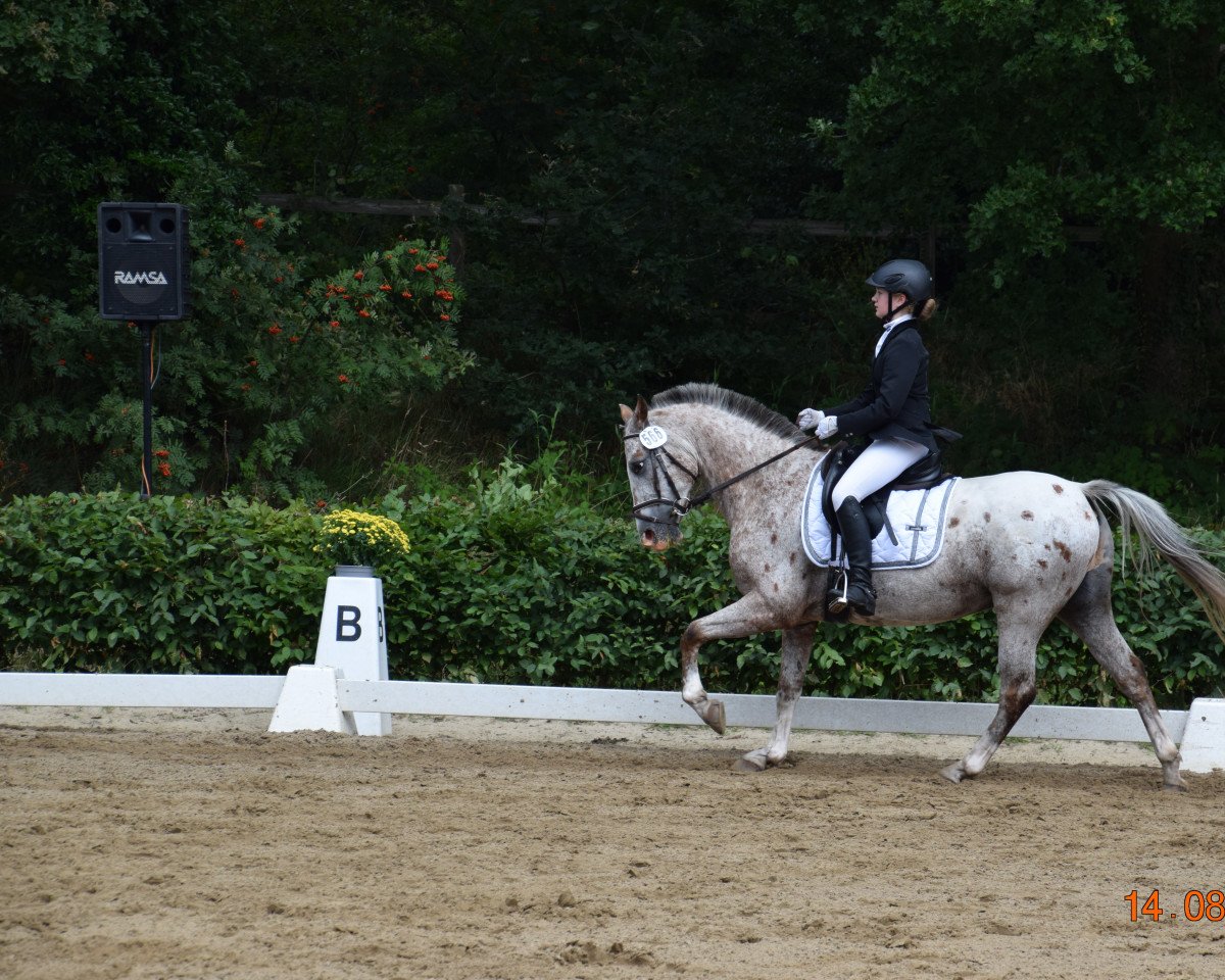 jumper Murphy 222 (German Riding Pony, 2013, from Mentano K)