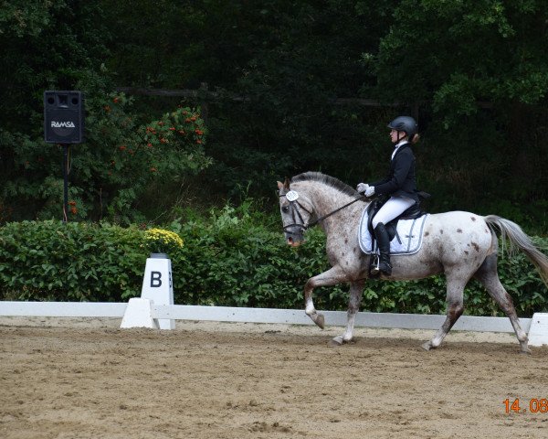 jumper Murphy 222 (German Riding Pony, 2013, from Mentano K)