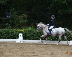 jumper Murphy 222 (German Riding Pony, 2013, from Mentano K)