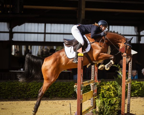 jumper Caspers A La Carte (German Sport Horse, 2016, from Cartusch 21)