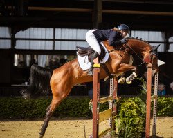 jumper Caspers A La Carte (German Sport Horse, 2016, from Cartusch 21)