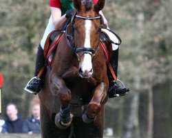 dressage horse Donnald (Oldenburg, 2006, from Don Gregory)