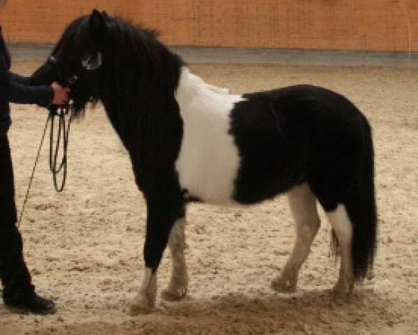Pferd Vitus vom Sipplhof (Shetland Pony, 2005, von Freesena's Veneziano)