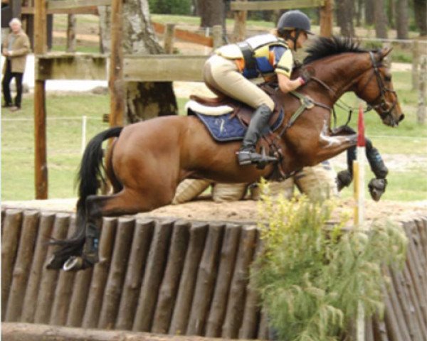 horse Heide-Prinz (Trakehner, 1996, from Intervall xx)