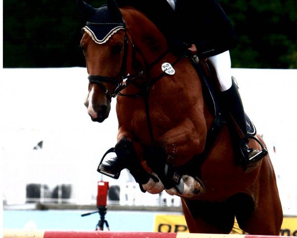 broodmare Chalou WV (Rhinelander, 2004, from Cabaretto)