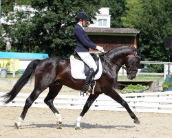 Dressurpferd Daddy's Best (Westfale, 2012, von den Haag 12)