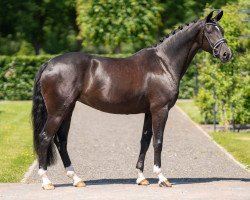 broodmare Fräulein Rottenmeier (Westphalian, 2017, from For Romance I)