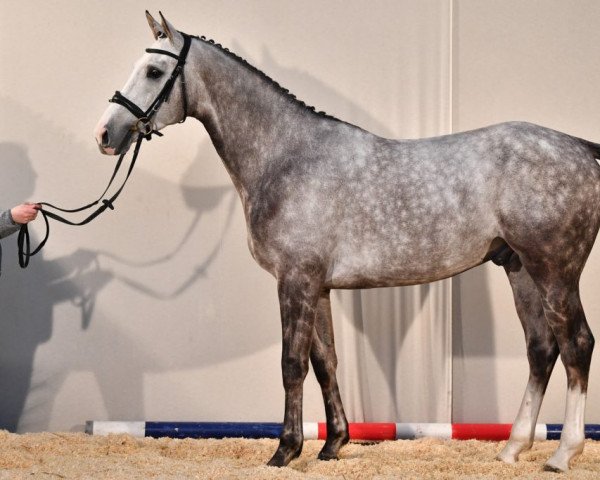 stallion Hautbois d'Olympe AA (Anglo-Arabs, 2017, from Business AA)