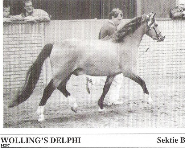 Deckhengst Wolling's Delphi (Welsh Pony (Sek.B), 1986, von Pendock Plato)