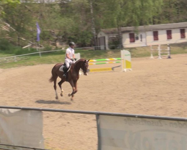 Reitturnier Lgl.-Oberhain, B95 2022