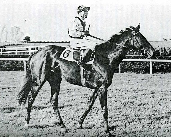 Deckhengst Bellini xx (Englisches Vollblut, 1937, von Cavaliere d'Arpino xx) Deckhengst Bellini xx (Englisches Vollblut, 1937, von Cavaliere d'Arpino xx)
