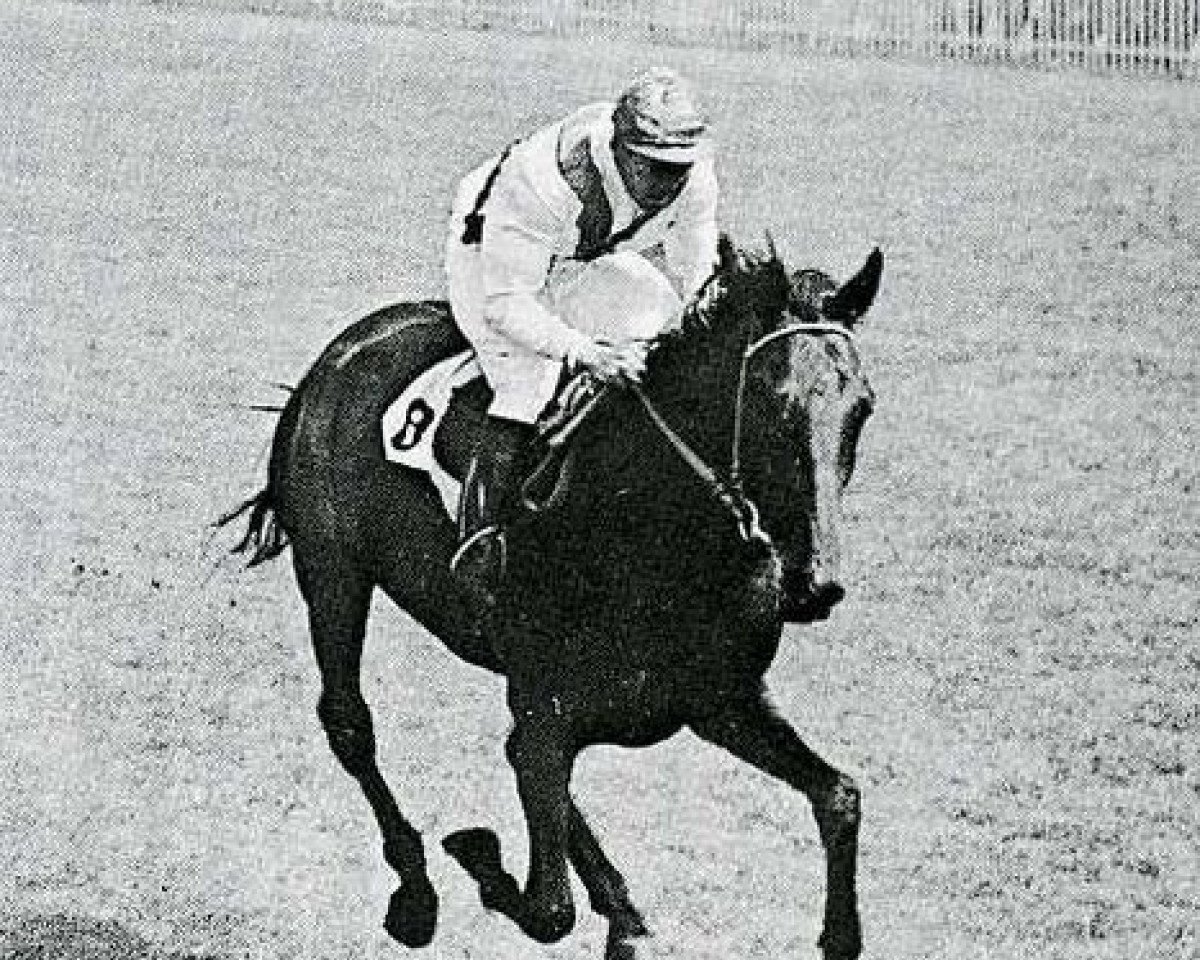 stallion Tenerani xx (Thoroughbred, 1944, from Bellini xx)