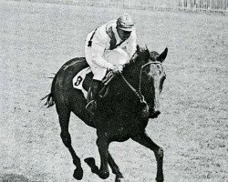 stallion Tenerani xx (Thoroughbred, 1944, from Bellini xx)