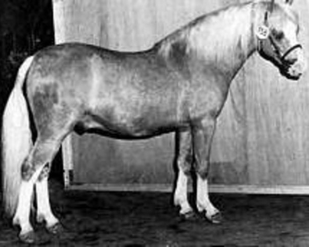 Deckhengst Tetworth Icarus (Welsh Pony (Sek.B), 1974, von Tetworth Nijinski)