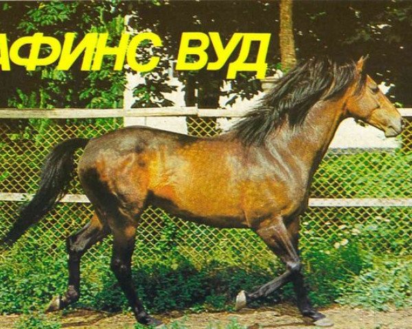 stallion Athens Wood xx (Thoroughbred, 1968, from Celtic Ash xx)