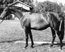 broodmare Scharade II (Trakehner, 1972, from Magnet)
