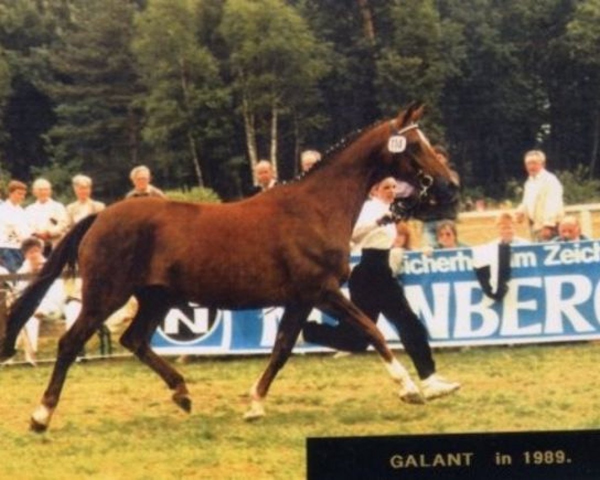 broodmare Galante V (Trakehner, 1977, from Lucado)