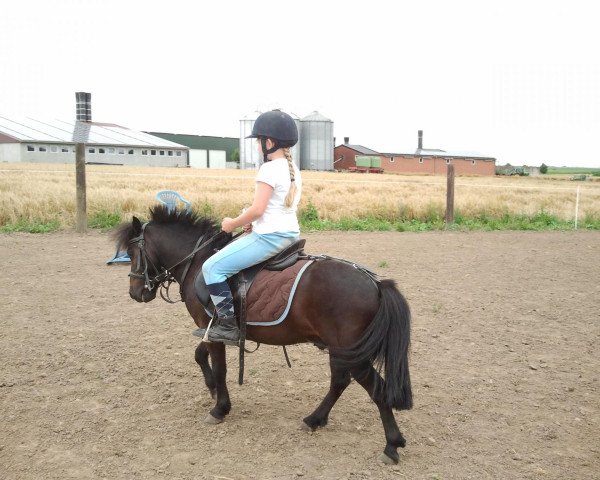 dressage horse Thaddeus (Shetland Pony, 2005)
