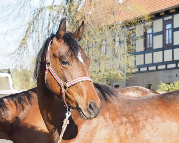 broodmare Sermira (German Sport Horse, 2020, from Goldschmidt)