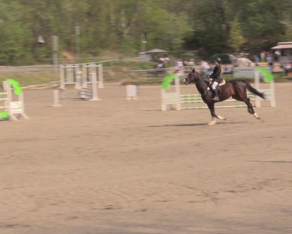 Reitturnier Lgl.-Oberhain, B95 2022