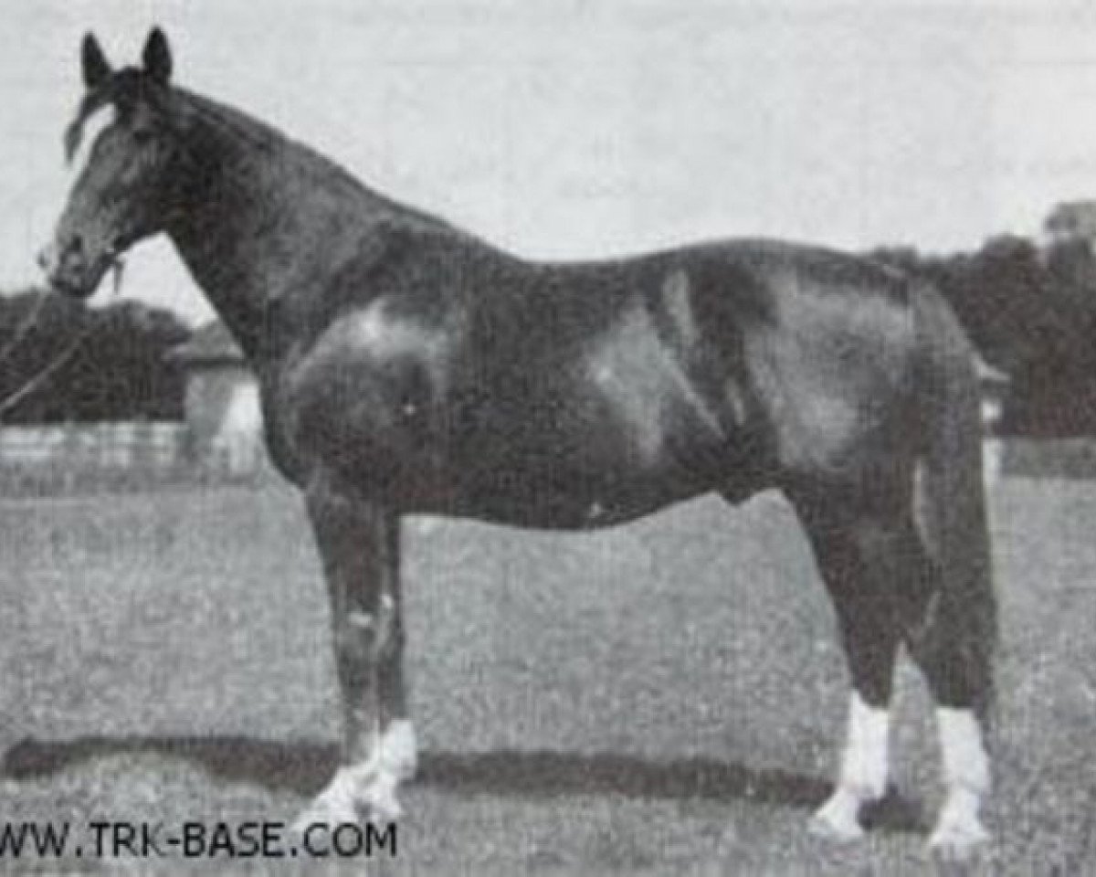 Deckhengst Lichtenstein (Trakehner, 1906, von Obelisk)