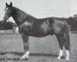 Deckhengst Lichtenstein (Trakehner, 1906, von Obelisk)