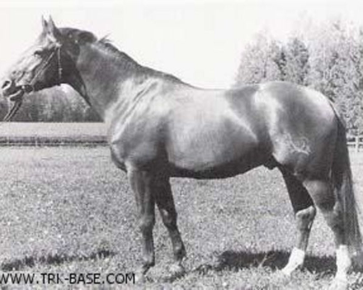 stallion Albatros 3919 (Trakehner, 1935, from Alaskafuchs)