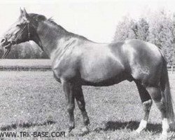 stallion Albatros 3919 (Trakehner, 1935, from Alaskafuchs)