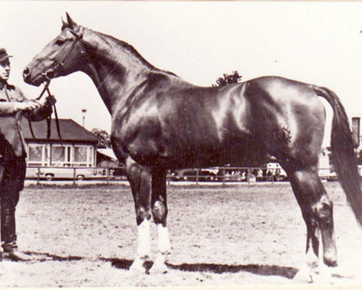 stallion Albatsohn 3108 (Trakehner, 1955, from Albatros 3919)